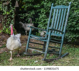 A Broad Breasted White Turkey, Jasper, GA, USA