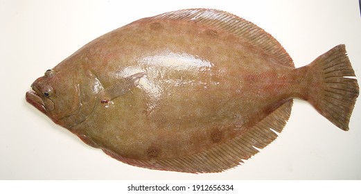 Broad Flounder ( Paralichthys Squamilentus ). Gulf Of Mexico.