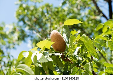 Broad Leaf Mahogany, False Mahogany, Honduras Mahogany Fruit On Tree.