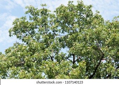 Broad Leaf Mahogany, False Mahogany, Honduras Mahogany Fruit On Tree.