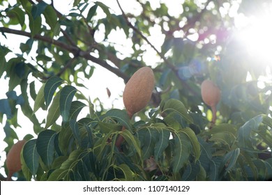 Broad Leaf Mahogany, False Mahogany, Honduras Mahogany Fruit On Tree.