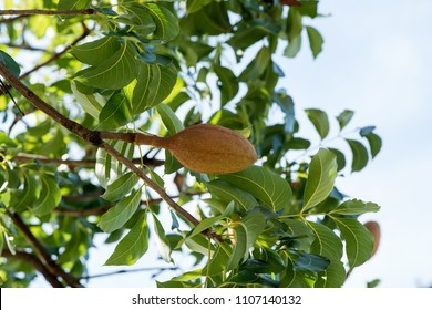 Broad Leaf Mahogany, False Mahogany, Honduras Mahogany Fruit On Tree.