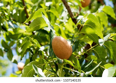 Broad Leaf Mahogany, False Mahogany, Honduras Mahogany Fruit On Tree.