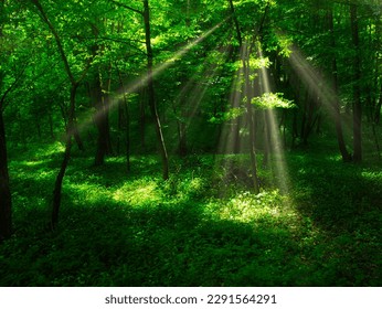 Broad leaf trees forest with wild garlic at spring daylight, green leafs, tree trunks, forest floor,green grass. Czech Republic,Europe. Creative postprocessing. 
