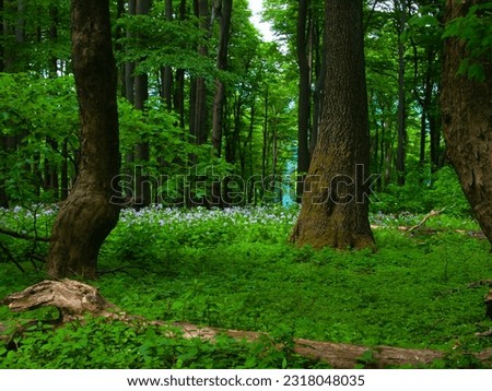 Broad leaf trees primeval forest at spring daylight,green leafs,blossomed plants, tree trunks, forest floor. Bile Karpaty,Czech republic.