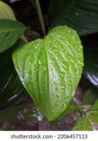 Broad Leaves Of The Homalomena Plant.  Focus On The Raindrops.  Bright Green Wet Leaf Color