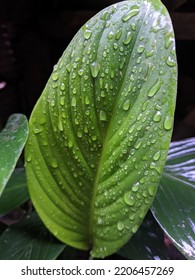 Broad Leaves Of The Homalomena Plant.  Focus On The Raindrops.  Bright Green Wet Leaf Color