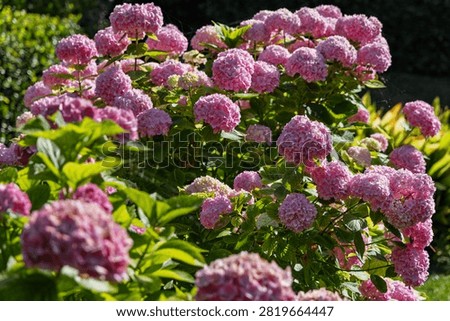 A broad mound of pink mophead hydrangeas fills the garden frame, with dense flower clusters rising behind softly blurred foreground blooms. Dappled sunlight reveals varied pink tones and abundant green leaves, creating a lush ornamental display with strong floral background value.