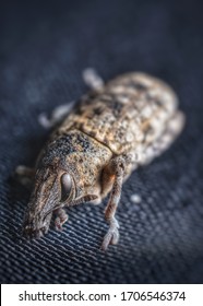 Broad Nosed Weevil .Belongs To Curculionidae Family Of Insects