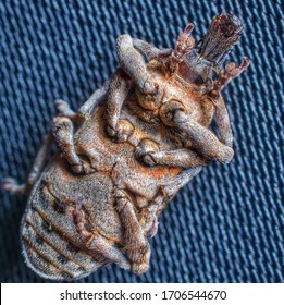 Broad Nosed Weevil Image Captured From Bottom Side.Belongs To Curculionidae Family Of Insects