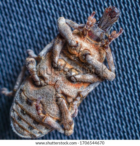 Broad nosed Weevil Image captured from Bottom side.Belongs to Curculionidae family of insects