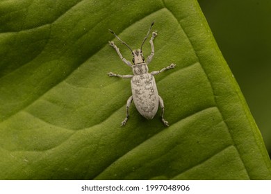 Broad Nosed Weevil - Myllocerus Undecimpustulatus. Also Called  The Sri Lanka Weevil Or Yellow-headed Ravenous Weevil.