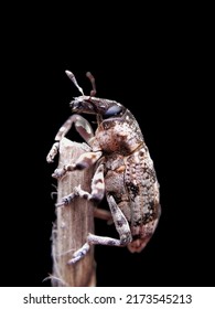 Broad Nosed Weevil Trying To Climb On Stick Macro View Of Curculionidae