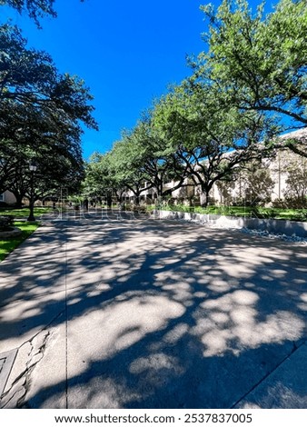 A broad path lined with well-spaced trees casting long shadows, leading to a building in the distance.