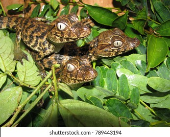  Broad Snouted Caiman