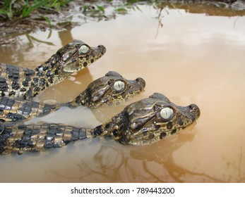  Broad Snouted Caiman