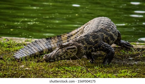 Broad Snouted Caiman Brazil Rare