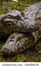 Broad Snouted Caiman Brazil Rare