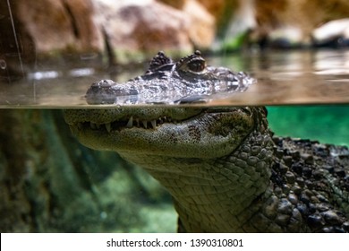 Broad Snouted Caiman (Caiman Latirostris) In Zoo