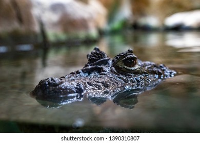 Broad Snouted Caiman (Caiman Latirostris) In Zoo