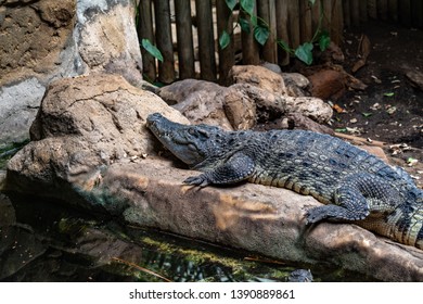 Broad Snouted Caiman (Caiman Latirostris) In Zoo