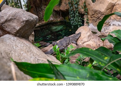 Broad Snouted Caiman (Caiman Latirostris) In Zoo