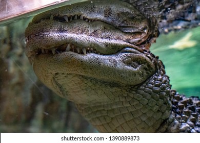 Broad Snouted Caiman (Caiman Latirostris) In Zoo