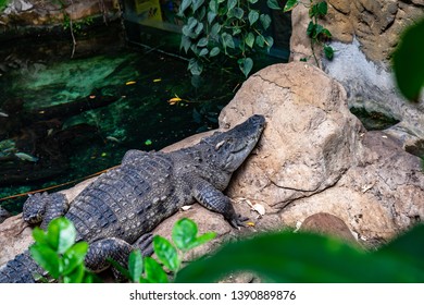 Broad Snouted Caiman (Caiman Latirostris) In Zoo