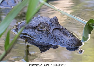 Broad Snouted Caiman In Swamp