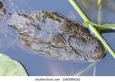 Broad Snouted Caiman In Swamp