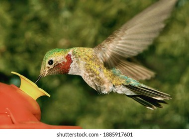 Broad Tailed Hummingbird At Feeder