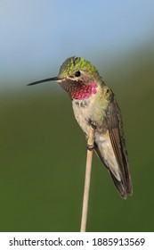 Broad Tailed Hummingbird On Perch 