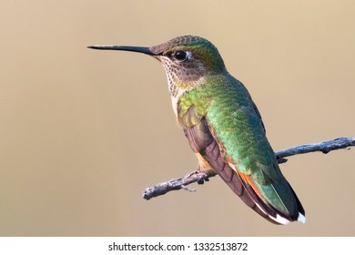 Broad Tailed Hummingbird Sitting On A Branch With A Brown Background