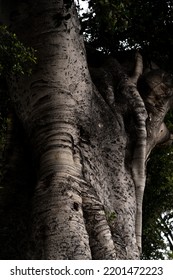 Broad Trunk Of Very Old Tree