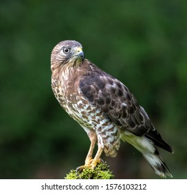 716 Broad winged hawk Images, Stock Photos & Vectors | Shutterstock