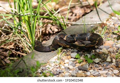 Broad-banded Water Snakes (Nerodia Fasciata Confluens) Mating On A Rock Walkway