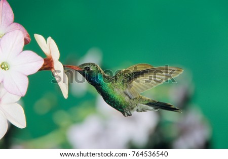 Broad-billed Hummingbird, Cynanthus latirostris,male feeding on Nicotiana (Nicotiana sp.), Madera Canyon, Arizona, USA, May