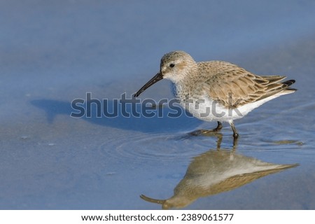 A Broad-billed Sandpiper walking in water, sunny morning in springtime, Camargue (France)