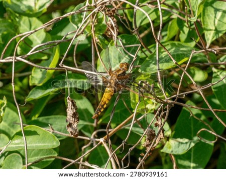 A Broad-bodied Chaser Drying out on a Stick