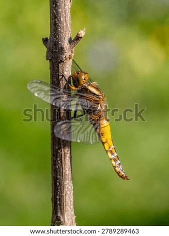 A Broad-bodied Chaser Drying out on a Stick	