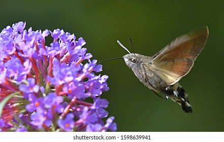  The broad-bordered bee hawk-moth (Hemaris fuciformis)