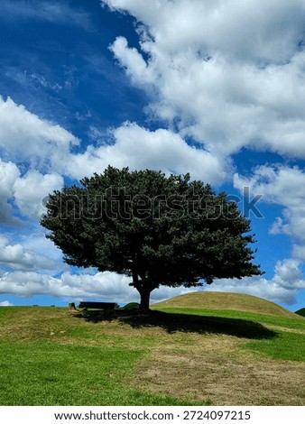 A broad-canopied tree casting deep shade over a grassy hill under a bright blue sky with large summer clouds.