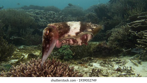 Broadclub Cuttlefish Female Laying Egg In Komodo