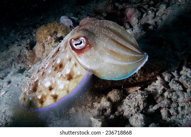 Broadclub Cuttlefish (Sepia Latimanus) Swimming Over Coral Reef In The Indian Ocean, Zanzibar