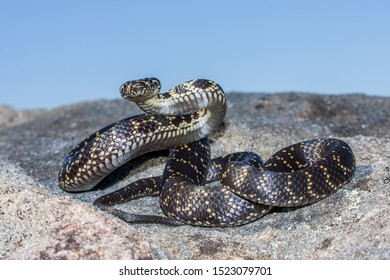 Broadheaded Snake Strike Position Stock Photo 1523079701 