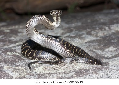 Broadheaded Snake Threat Position Stock Photo 1523079713 | Shutterstock