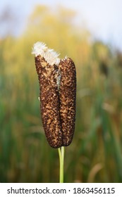 Broadleaf cattail Typha latifolia letting out fluffy seed