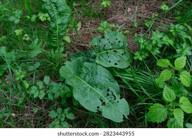 Broadleaf dock, Rumex obtusifolius, grows among grasses, nettles, and woodland ground vegetation. Large wrinkled leaves show multiple irregular holes caused by insect feeding, illustrating herbivory, plant damage, garden pests, natural ecology, and wild plant identification.