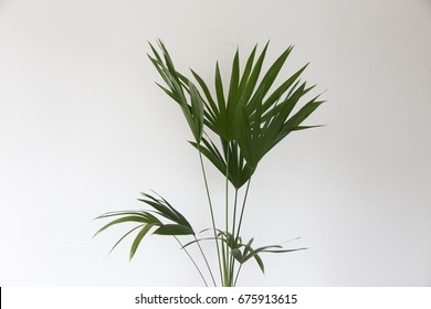 65,227 House plants palm Images, Stock Photos & Vectors | Shutterstock