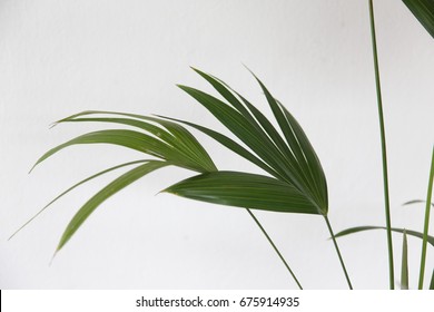 Broadleaf lady palm (Rhapis excels) on white background.